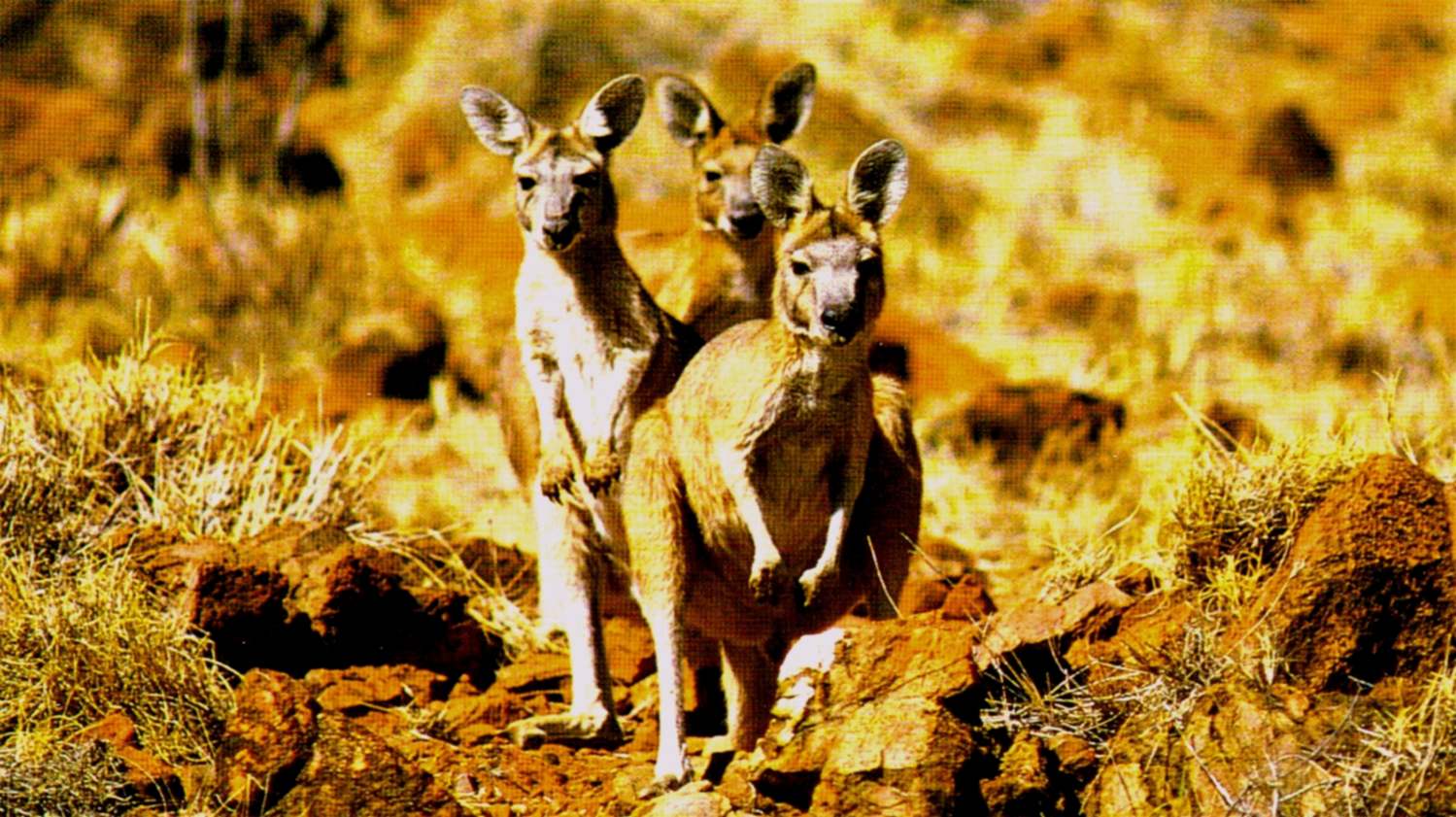 Postcard: Australia - Wildlife (Wallaroos)